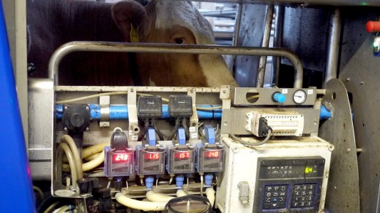 In manchen Ställen übernehmen Maschinen das Melken. (Foto:dpa)