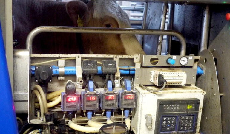 In manchen Ställen übernehmen Maschinen das Melken. (Foto:dpa)