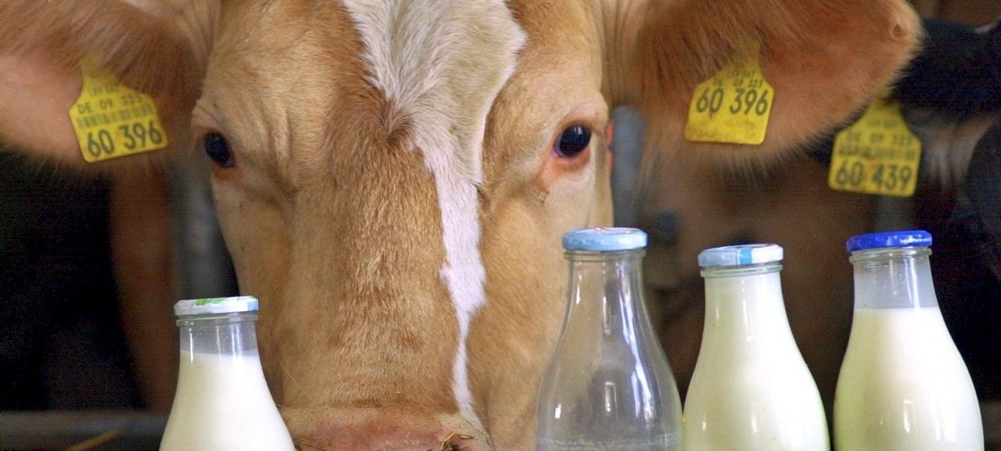 Lebensmittel-Serie: Milch von glücklicheren Kühen