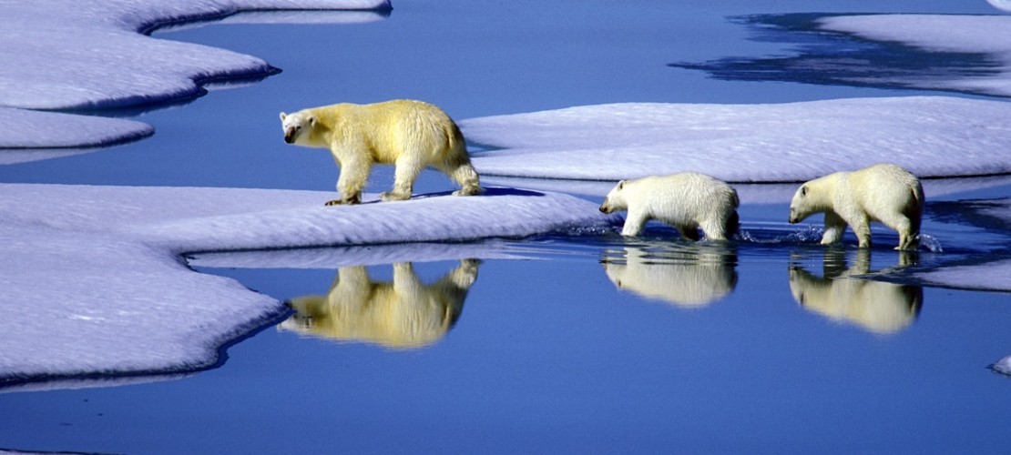 Eisbären leben in der Arktis. Am Wochenende bekommen wir eine Idee, wie kalt es dort ist. (Foto: dpa)