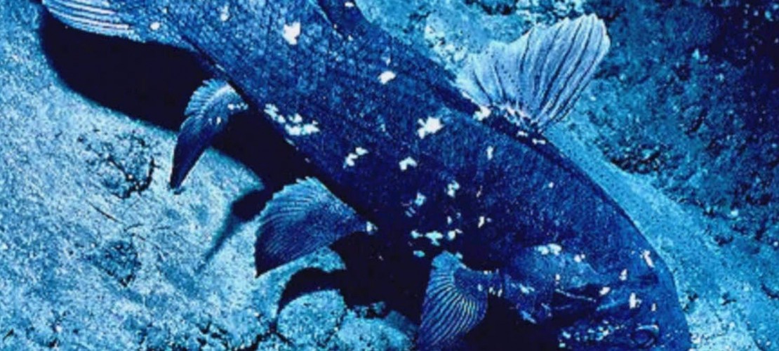 Dieses Tier ist für die Evolutions-Forschung sehr wichtig: Am Quastenflosser kann man erkennen, wie sich aus den Fischen die Landtiere entwickelt haben. Er hat nämlich verschiedene Merkmale. Zum Beispiel die eines Fisches: Schuppen und Kiemen. Er hat aber auch andere Merkmale: eine Art Lunge und Gehflossen. Die Knochen in diesen Flossen sind ähnlich aufgebaut wie die Arme und Beine der Landlebewesen. (Foto: dpa)