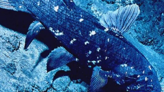 Dieses Tier ist für die Evolutions-Forschung sehr wichtig: Am Quastenflosser kann man erkennen, wie sich aus den Fischen die Landtiere entwickelt haben. Er hat nämlich verschiedene Merkmale. Zum Beispiel die eines Fisches: Schuppen und Kiemen. Er hat aber auch andere Merkmale: eine Art Lunge und Gehflossen. Die Knochen in diesen Flossen sind ähnlich aufgebaut wie die Arme und Beine der Landlebewesen. (Foto: dpa)