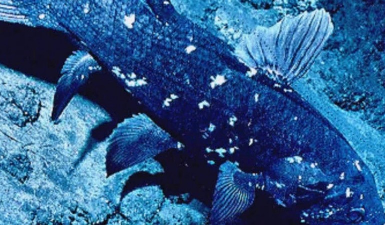 Dieses Tier ist für die Evolutions-Forschung sehr wichtig: Am Quastenflosser kann man erkennen, wie sich aus den Fischen die Landtiere entwickelt haben. Er hat nämlich verschiedene Merkmale. Zum Beispiel die eines Fisches: Schuppen und Kiemen. Er hat aber auch andere Merkmale: eine Art Lunge und Gehflossen. Die Knochen in diesen Flossen sind ähnlich aufgebaut wie die Arme und Beine der Landlebewesen. (Foto: dpa)