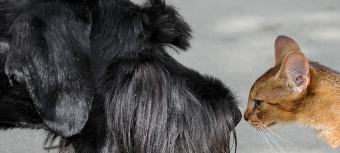 Manchmal werden aus Feinden Freunde. Hunde und Katzen etwa leben nicht selten als Haustier sehr friedlich zusammen. (Foto: dpa)
