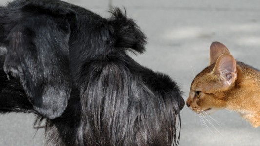Manchmal werden aus Feinden Freunde. Hunde und Katzen etwa leben nicht selten als Haustier sehr friedlich zusammen. (Foto: dpa)