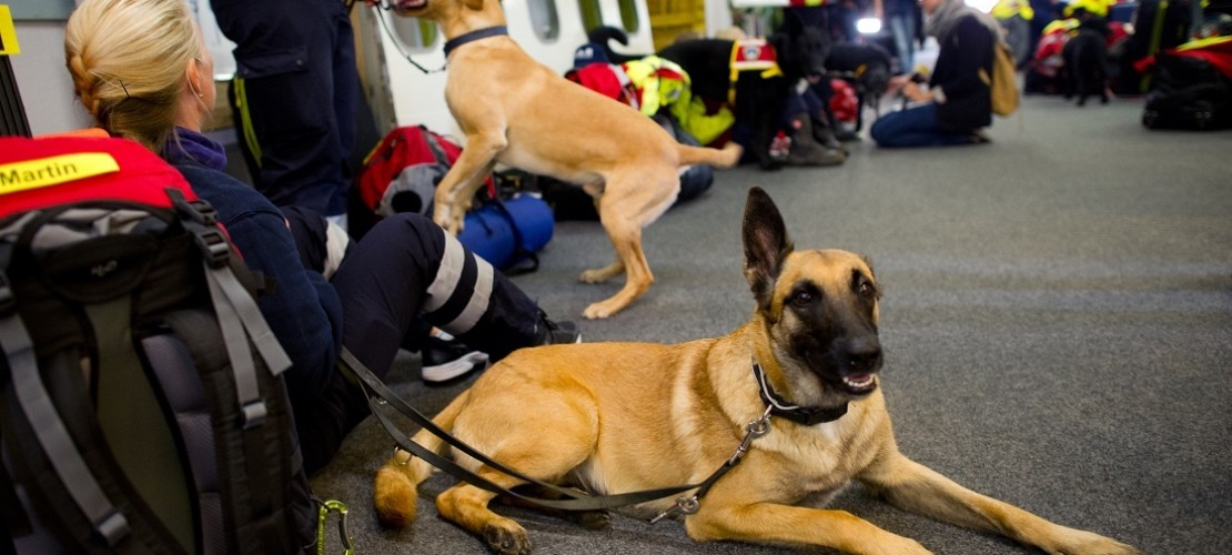 Auch die Hilfsorganisation I.S.A.R. schickte Suchhunde und Helfer nach Nepal. Die Tiere sollen unter Trümmern Überlebende finden. (Foto: dpa)