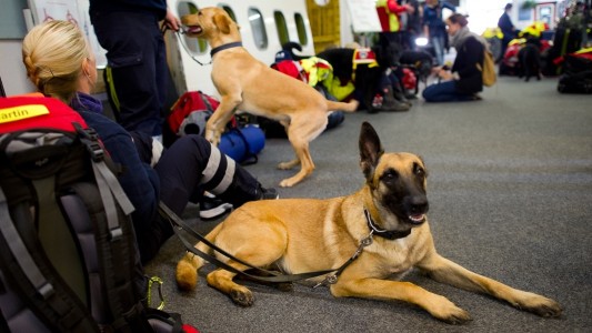Auch die Hilfsorganisation I.S.A.R. schickte Suchhunde und Helfer nach Nepal. Die Tiere sollen unter Trümmern Überlebende finden. (Foto: dpa)