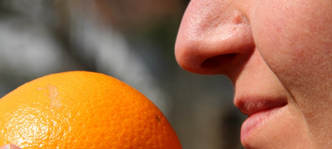 Hmmm, Orange! Die menschliche Nase kann unglaublich viele Gerüche erkennen. (Foto: dpa)