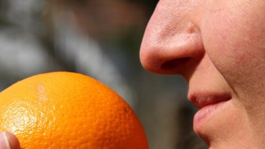 Hmmm, Orange! Die menschliche Nase kann unglaublich viele Gerüche erkennen. (Foto: dpa)