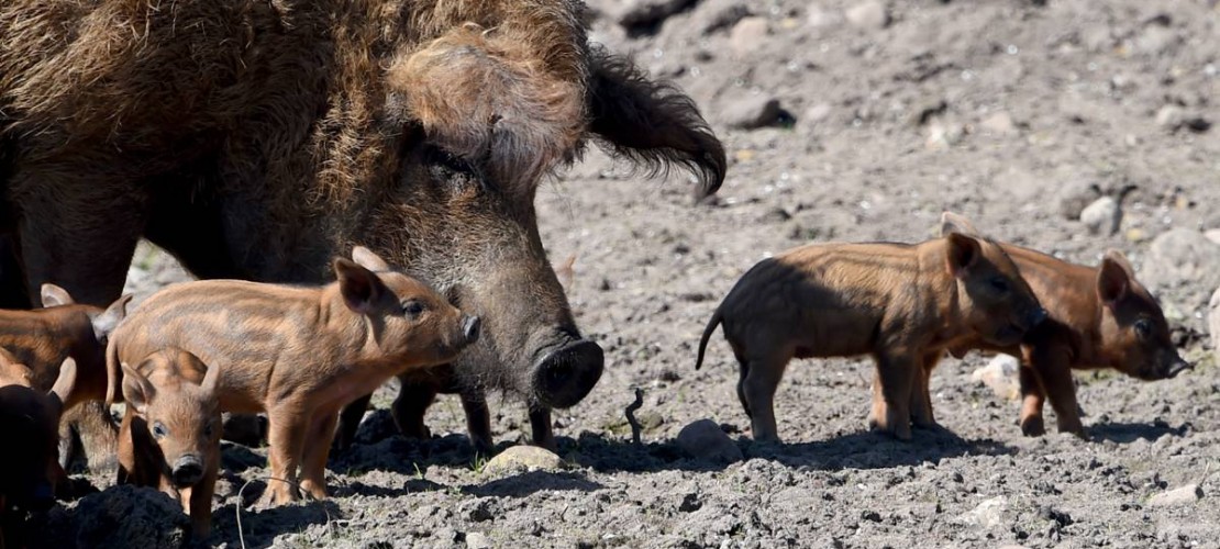 Die Kleinen sind noch glatt. Aber wenn sie älter werden, wächst ihnen auch so eine dicke Wolle wie dem großen Schwein. (Foto: dpa)
