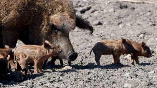 Die Kleinen sind noch glatt. Aber wenn sie älter werden, wächst ihnen auch so eine dicke Wolle wie dem großen Schwein. (Foto: dpa)