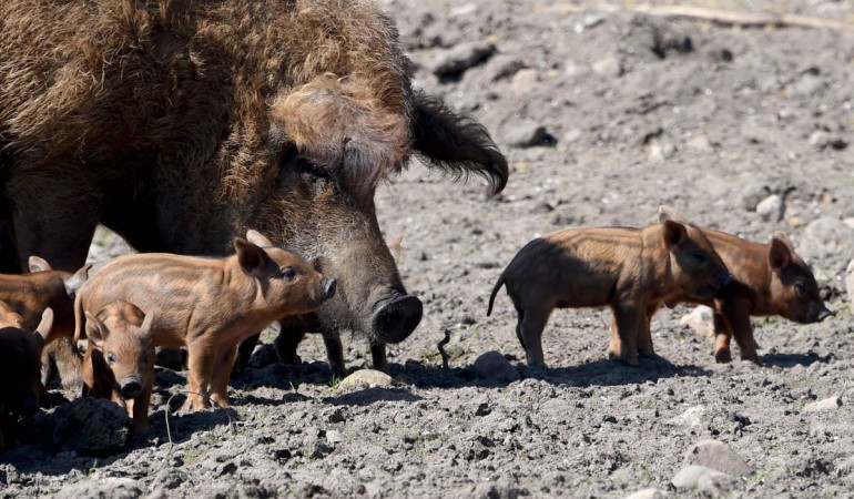 Die Kleinen sind noch glatt. Aber wenn sie älter werden, wächst ihnen auch so eine dicke Wolle wie dem großen Schwein. (Foto: dpa)