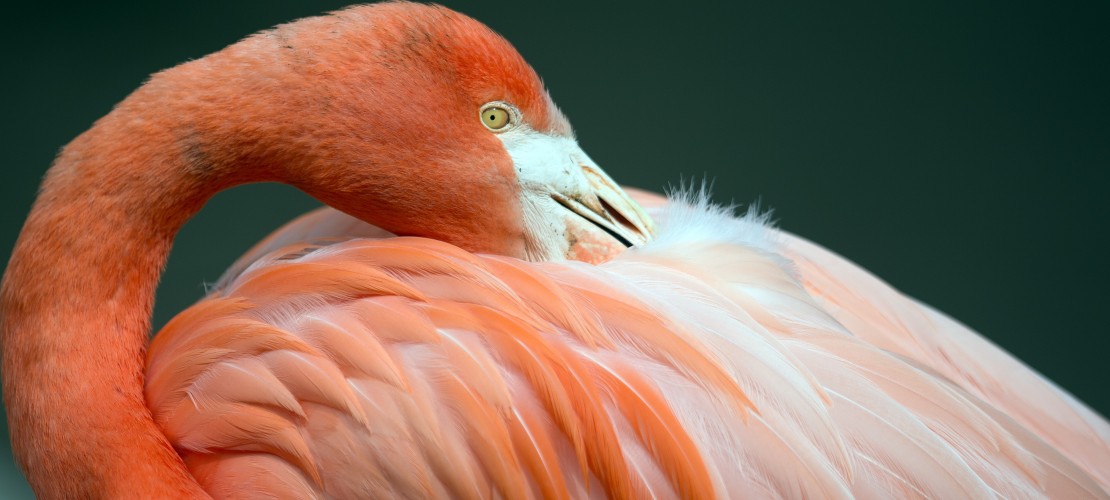 Der Flamingo und sein langer Hals