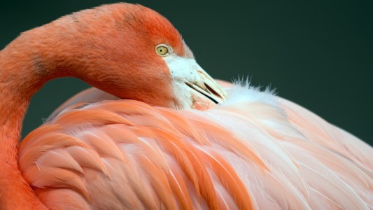 Der Flamingo und sein langer Hals