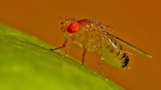 Die Fruchfliege: Das Haustier der Biologen