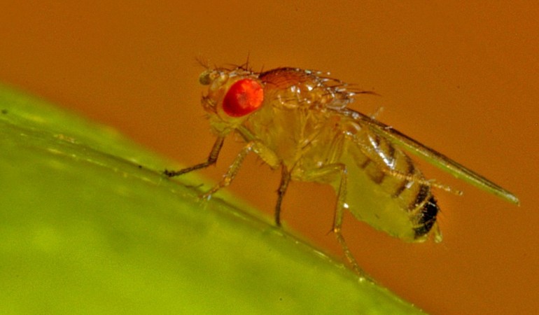 Die Fruchfliege: Das Haustier der Biologen