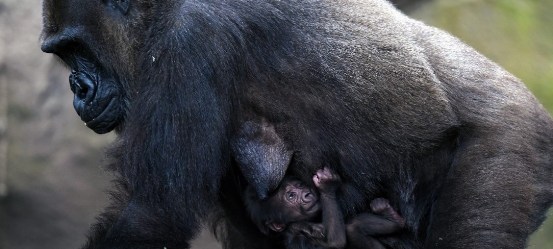 Kuscheln mit Mama: Das sind Frala und ihr Baby. Ob es ein Junge oder ein Mädchen ist, das könnten die Pfleger bisher noch nicht feststellen. (Foto: dpa)
