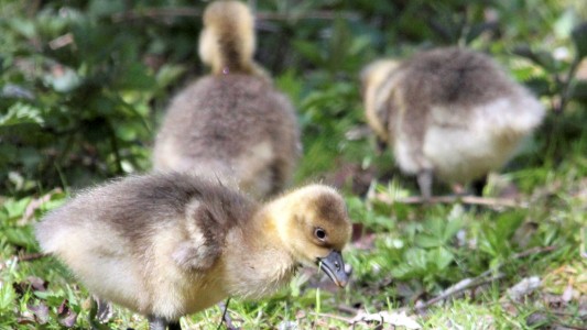 Klein, tapsig und flauschig: So sehen Graugans-Küken aus. (Foto: dpa)