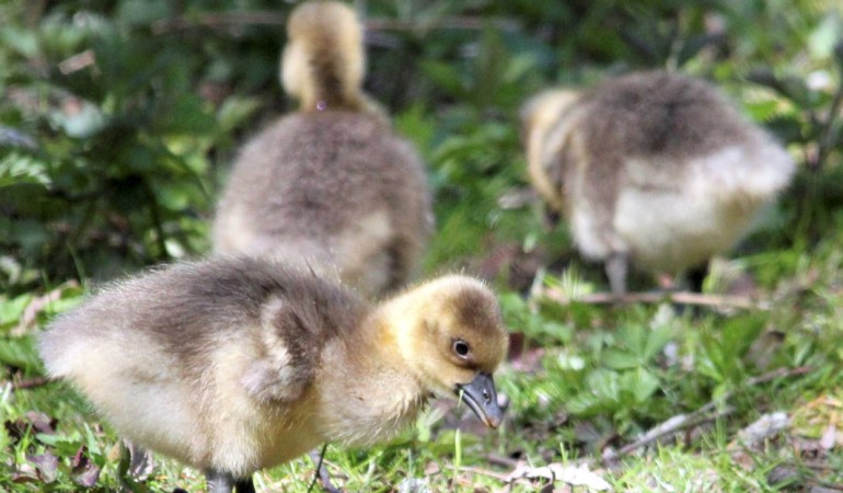Klein, tapsig und flauschig: So sehen Graugans-Küken aus. (Foto: dpa)