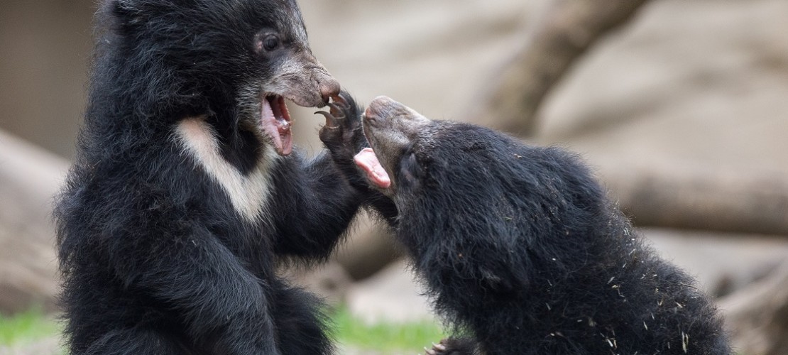 Die kleinen Bären raufen gern miteinander. (Foto: dpa)