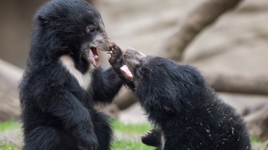 Die kleinen Bären raufen gern miteinander. (Foto: dpa)