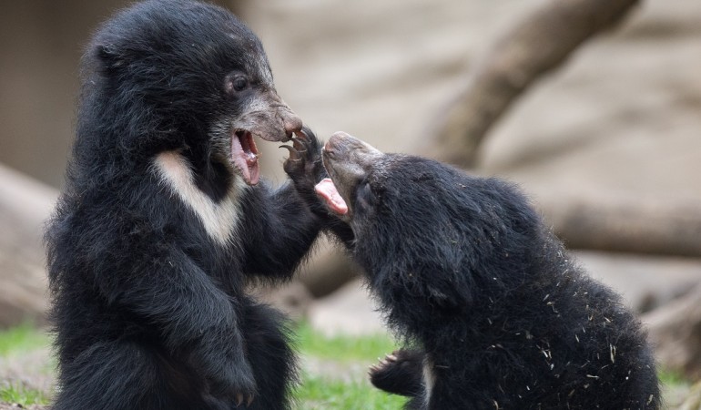 Die kleinen Bären raufen gern miteinander. (Foto: dpa)