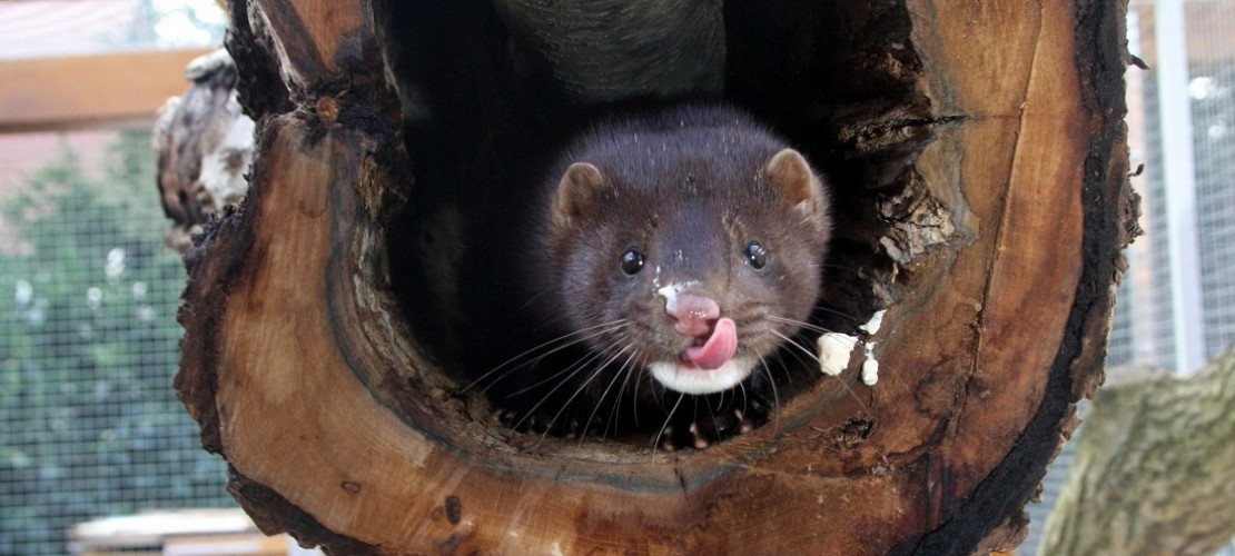 Schwarze Augen, weiße Schnauze, ein schlanker, langer Körper und glänzendes Fell. Aus der Ferne betrachtet lassen sich Nerze und Minks schwer unterscheiden. Doch auch, wenn Minks auch Amerikanische Nerze genannt werden: Nerz ist nicht gleich Nerz. Ein Mink ist zum Beispiel etwa ein Drittel bis doppelt so groß wie der Europäische Nerz. Außerdem haben Minks keine weiße Oberlippe. Nur das Kinn ist weiß gefärbt. (Foto: dpa)