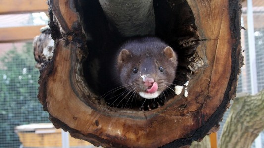 Schwarze Augen, weiße Schnauze, ein schlanker, langer Körper und glänzendes Fell. Aus der Ferne betrachtet lassen sich Nerze und Minks schwer unterscheiden. Doch auch, wenn Minks auch Amerikanische Nerze genannt werden: Nerz ist nicht gleich Nerz. Ein Mink ist zum Beispiel etwa ein Drittel bis doppelt so groß wie der Europäische Nerz. Außerdem haben Minks keine weiße Oberlippe. Nur das Kinn ist weiß gefärbt. (Foto: dpa)