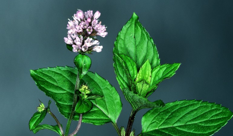 Pfefferminze – Heilpflanze aus dem alten Ägypten