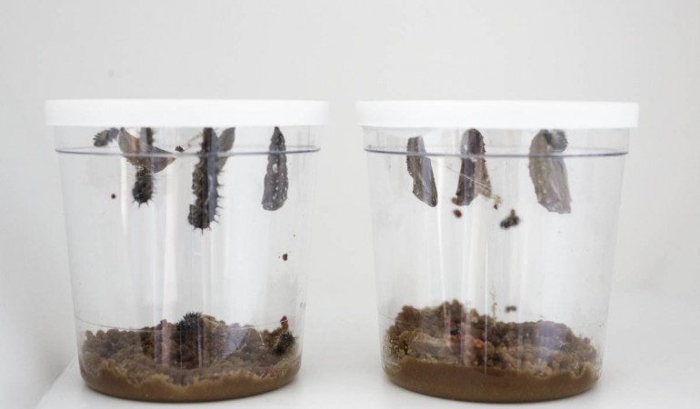 Wie sich diese fünf Raupen in wunderschöne Schmtterlinge verwandeln - das zeigen wir euch in einer dreiteiligen Serie. (Fotos: Neumann)