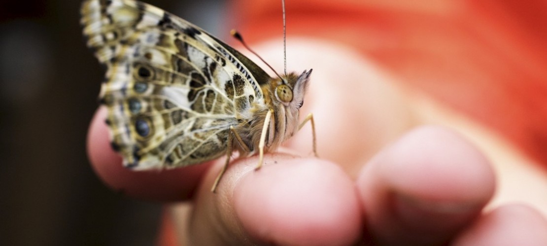 Die Verwandlung: Flieg, Schmetterling, flieg!