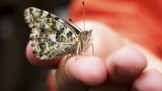Die Verwandlung: Flieg, Schmetterling, flieg!