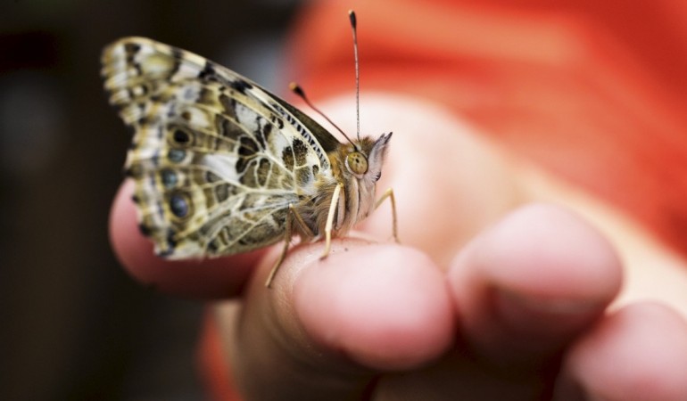 Die Verwandlung: Flieg, Schmetterling, flieg!
