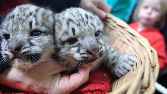 Diese beiden Schneeleoparden sind zwei Wochen alt. Sie sind in einem Zoo in der Stadt Magdeburh zur Welt gekommen. (Foto: dpa)