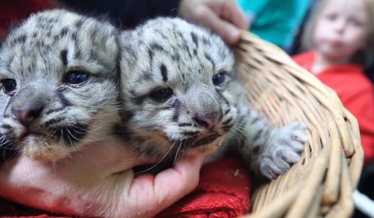 Diese beiden Schneeleoparden sind zwei Wochen alt. Sie sind in einem Zoo in der Stadt Magdeburh zur Welt gekommen. (Foto: dpa)