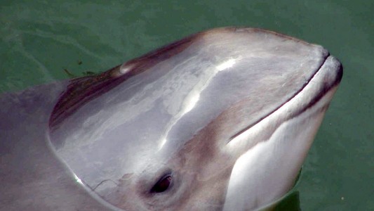 Ein Schweinswal wiegt 50 Kilogramm bis 80 Kilogramm. Die Weibchen sind meist größer als die Männchen. (Foto: dpa)