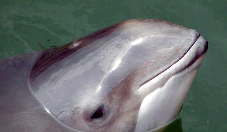 Ein Schweinswal wiegt 50 Kilogramm bis 80 Kilogramm. Die Weibchen sind meist größer als die Männchen. (Foto: dpa)