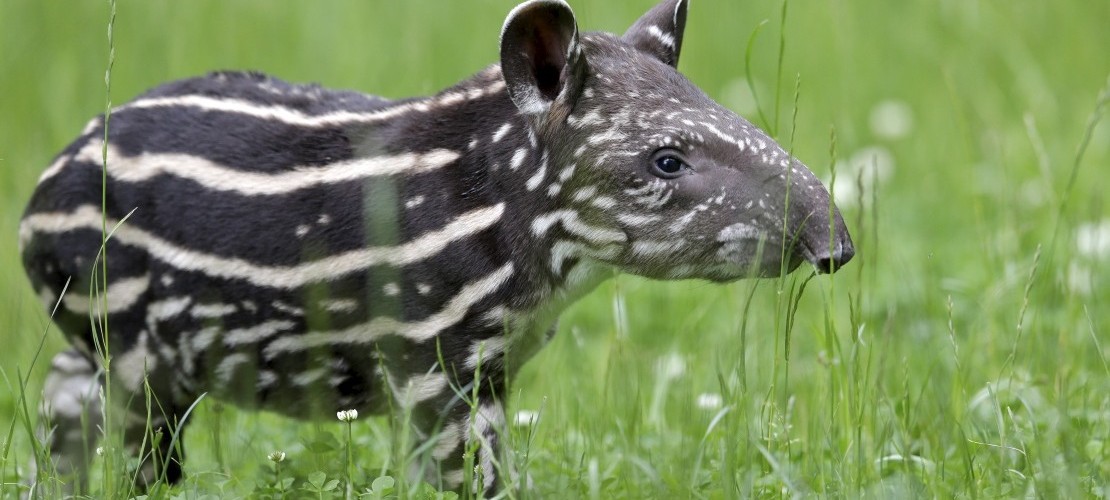 Gestreift durch den Zoo streifen