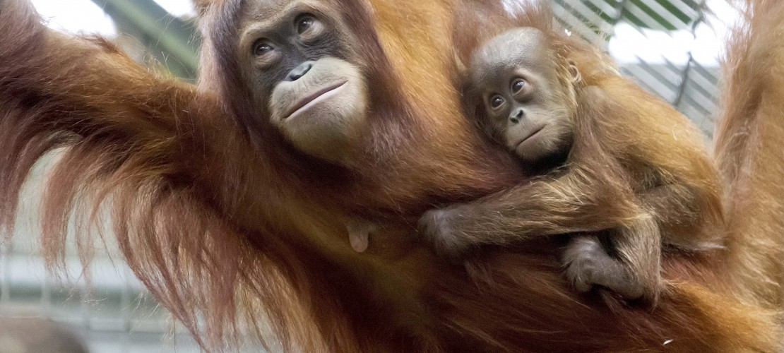 Das Orang-Utan-Baby hält sich gut am Rücken fest. (Foto: dpa)