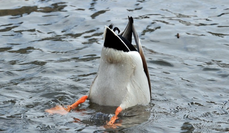 Kohl statt Brot für die Enten