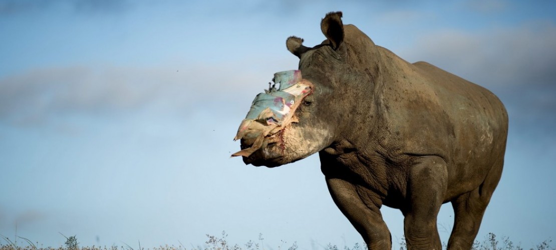 Alle drücken Nashorn Hope die Daumen