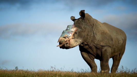 Alle drücken Nashorn Hope die Daumen