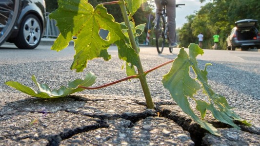 Wenn eine Pflanze Beton durchbricht