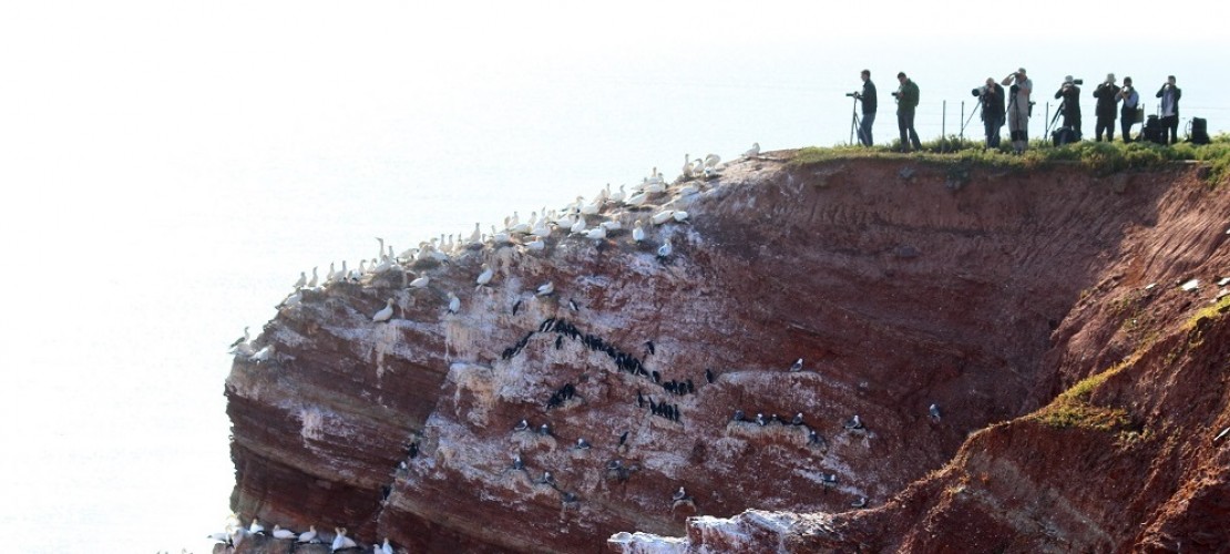 Viele Menschen kommen nach Helgoland, um sich die Lummen, die in die Tiefe springen, anzuschauen. (Foto: dpa)