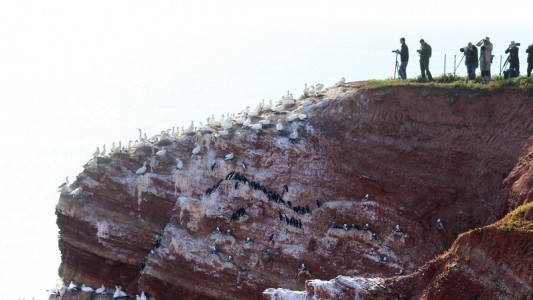 Viele Menschen kommen nach Helgoland, um sich die Lummen, die in die Tiefe springen, anzuschauen. (Foto: dpa)