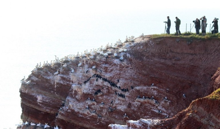 Viele Menschen kommen nach Helgoland, um sich die Lummen, die in die Tiefe springen, anzuschauen. (Foto: dpa)