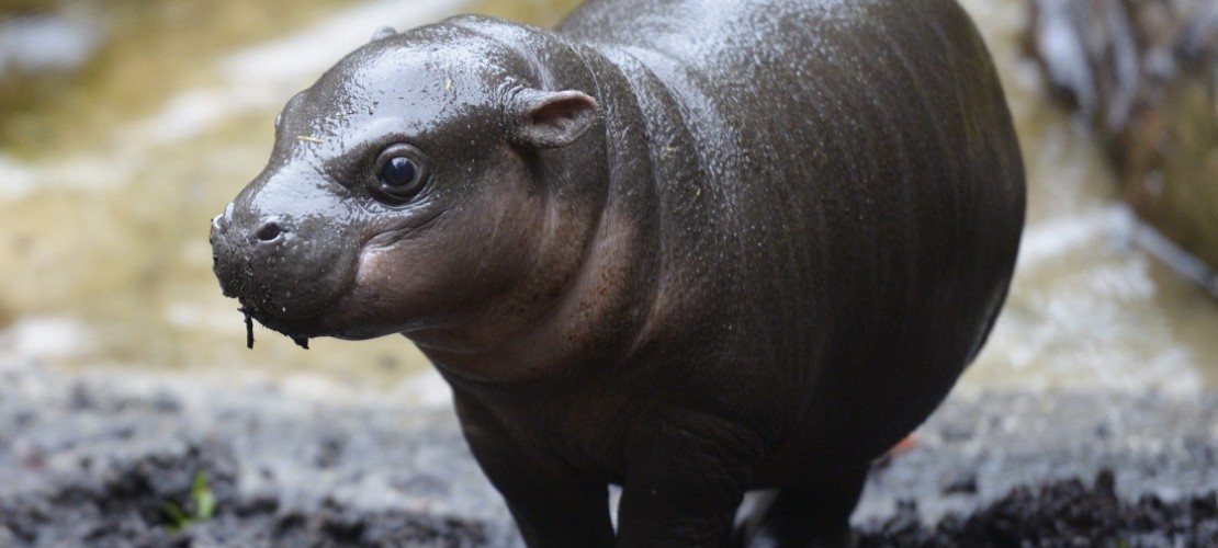 Obi, ein Zwergflusspferd-Kalb, ist gerade in dem Zoo in Melbourne in Australien geboren. (Foto: dpa)