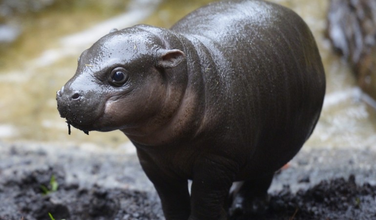 Obi, ein Zwergflusspferd-Kalb, ist gerade in dem Zoo in Melbourne in Australien geboren. (Foto: dpa)