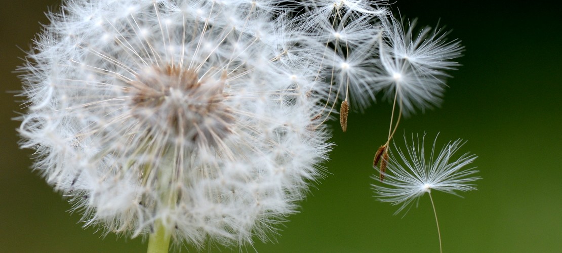 Pusteblume