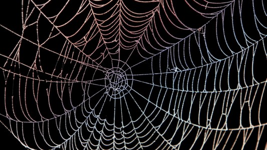 Spinnennetz